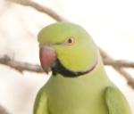 Perruche à collier / Rose-ringed Parakeet