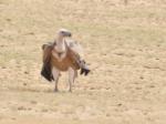 Vautour fauve / Griffon Vulture