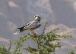 Faucon lanier / Lanner Falcon ssp. abyssinicus