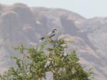 Faucon lanier / Lanner Falcon ssp. abyssinicus