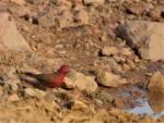 Amarante du Sénégal / Red-billed Firefinch