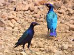 Choucador pourpré / Purple Glossy Starling