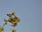 Serin du Mozambique / Yellow-fronted Canary