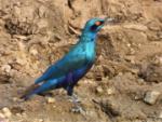 Choucador de Swainson / Lesser Blue-eared Starling
