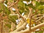 Zostérops jaune / Yellow White-eye