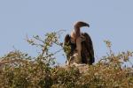 Vautour de Rueppell / Rueppell's Vulture