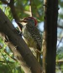 Pic de Nubie / Nubian Woodpecker