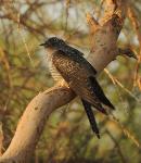 Coucou gris / Common Cuckoo