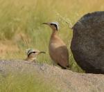 Courvite isabelle / Cream-coloured Courser