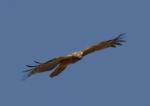 Gymnogène d'Afrique juvénile/ African Harrier Hawk