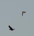 Faucon concolore adulte en mue / Sooty Falcon