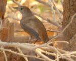 Rossignol philomèle / Common Nightingale