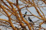 Choucador à oreillons bleus / Greater Blue-eared Starling