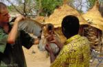 Aigle fascié / African Hawk Eagle