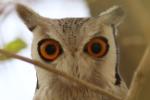 Petit-duc à face blanche / Northern White-faced (Scops) Owl