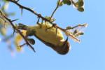 Souimanga pygmée / Pygmy Sunbird