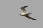 Sterne hansel / Gull-billed Tern