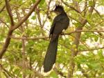Coucou de Levaillant / Levaillant's Cuckoo