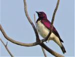 Spréo améthyste mâle/ Violet-backed Starling male