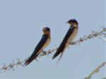 Hirondelle de Guinée / Red-chested Swallow