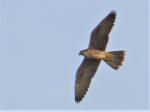 Faucon lanier / Lanner Falcon