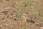Bruant cannelle / Cinnamon-breasted Rock Bunting