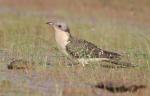 Coucou geai / Great Spotted Cuckoo