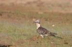 Coucou geai / Great Spotted Cuckoo