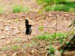 Agrobate podobé / Black Scrub Robin