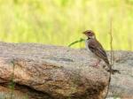 Mahali à calotte maron / Chestnut-crowned Sparrow-weaver