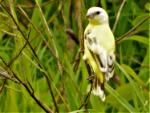 Serin du Mozambique / Yellow-fronted Canary