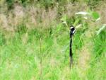 Veuve dominicaine / Pin-tailed Whydah