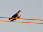 Coucou africain / African Cuckoo