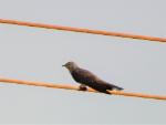 Coucou africain / African Cuckoo