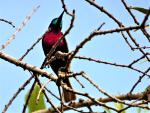 Souimanga à poitrine rouge / Scarlet-chested Sunbird