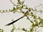 Veuve dominicaine / Pin-tailed Whydah
