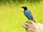 Choucador pourpré / Purple Glossy Starling