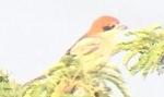 Pie-grièche à tête rousse / Woodchat Shrike