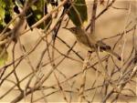 Hypolaïs obscure / Western Olivaceous Warbler