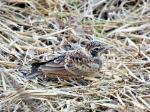 Moinelette à oreillons blancs / Chestnut-backed Sparrow Lark
