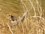 Gallinule poule d'eau / Common Moorhen