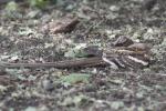 Engoulevent à longue queue / Long-tailed Nightjar
