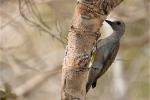 Pic goertan / Grey Woodpecker