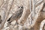 Grand-duc du Sahel / Greyish (Vermiculated) Eagle Owl