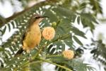 Souimanga à longue queue / Beautiful Sunbird