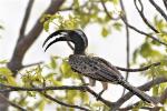 Calao à bec noir mâle / African Grey Hornbill