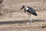 Marabout d'Afrique / Marabou Stork