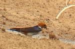 Hirondelle à gorge striée / Lesser Striped Swallow
