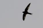 Martinet noir / Common Swift