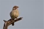 Mahali à calotte maron / Chestnut-crowned Sparrow-weaver